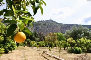 Palermo, al via la rigenerazione del Parco della Favorita: un’operazione strategica del PN Metro Plus per un “quartiere vegetale” della città